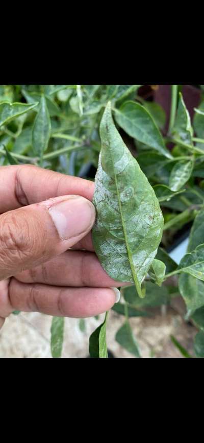 Powdery Mildew of Pepper - Capsicum & Chilli