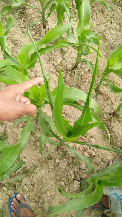 ভুট্টার খর্বা রোগ - ভুট্টা