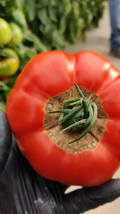 Blossom End Rot - Tomato