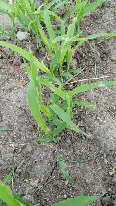 Spotted Stemborer - Maize