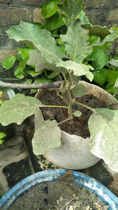 Spider Mites - Brinjal