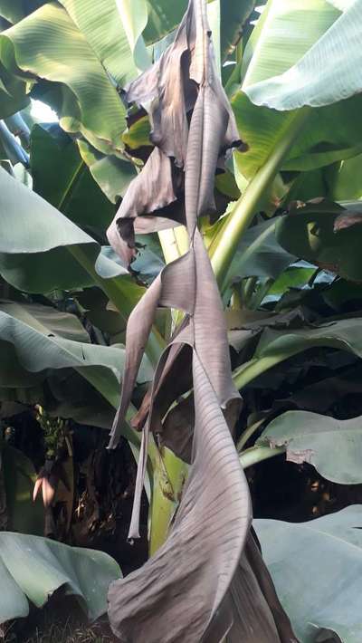 Cucumber Mosaic Virus on Banana - Banana