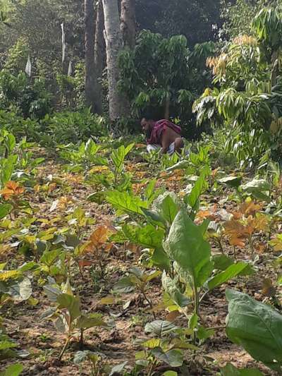 বেগুনের ডগা ও ফলছিদ্রকারী পোকা - বেগুন