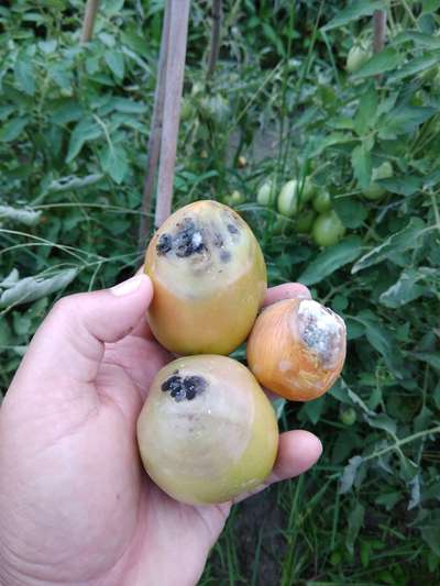 Blossom End Rot - Tomato