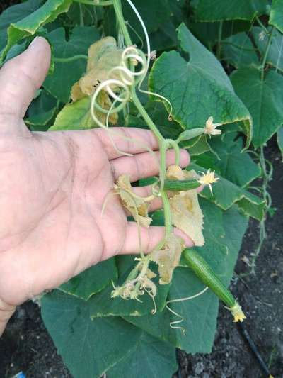 Potassium Deficiency - Cucumber