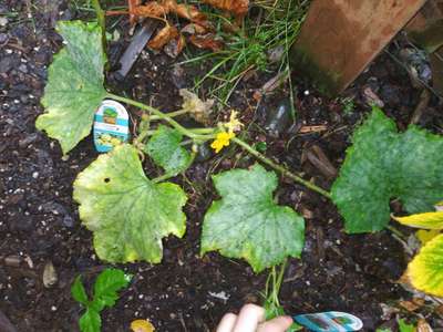 Powdery Mildew - Cucumber