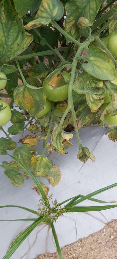 Early Blight - Tomato