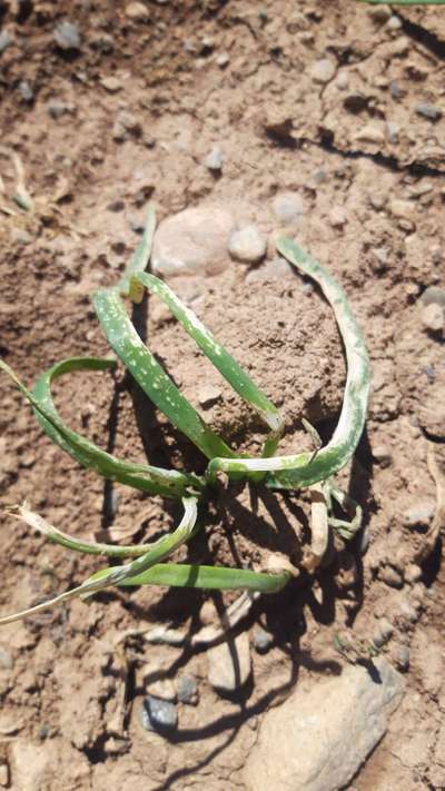 Herbicide Growth Damage - Onion