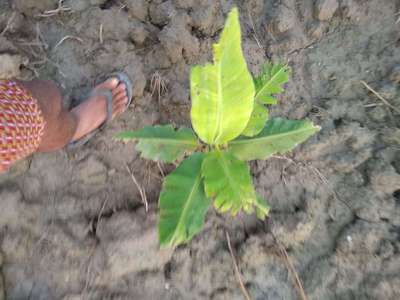 Flea Beetles - Banana