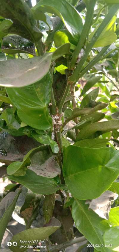 Woolly Aphid - Citrus