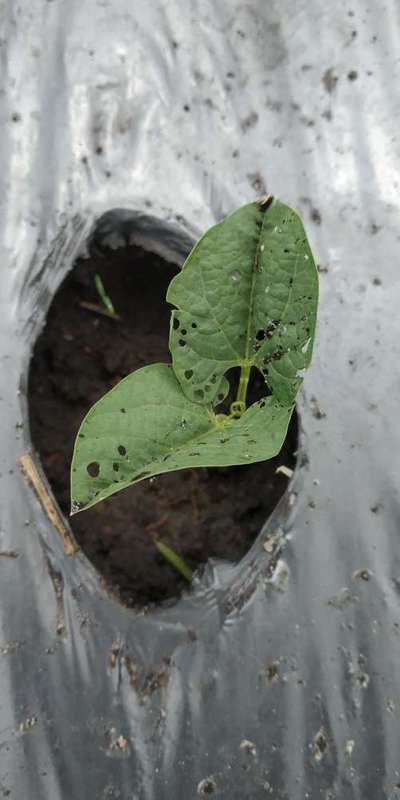 Flea Beetles - Bean