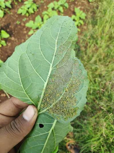 ಕಂಬಳಿಹುಳು - ಬೆಂಡೆಕಾಯಿ