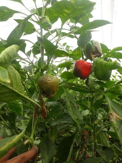 Bacterial Soft Rot of Pepper - Capsicum & Chilli