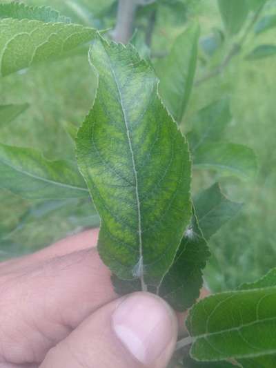 Apple Mosaic Virus - Apple