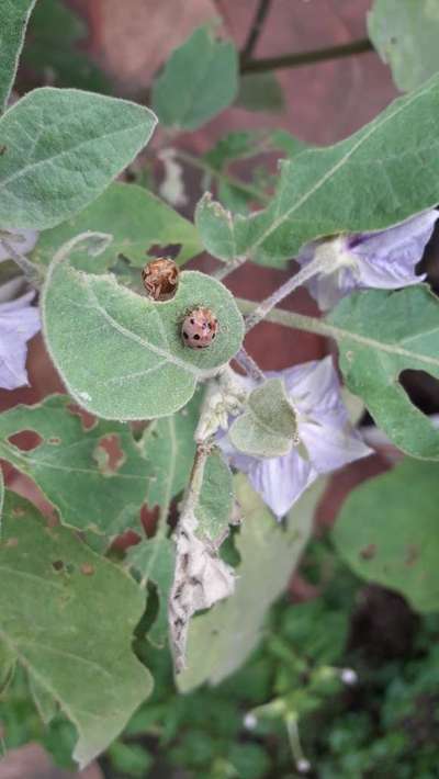 Hadda Beetle - Brinjal