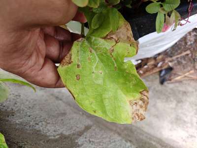 Anthracnose - Bean