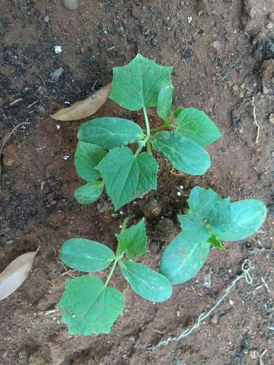 Leaf Miner Flies - Bean