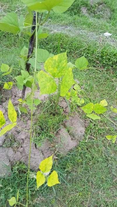 শিমের সোনালি মোজাইক ভাইরাস - শিম