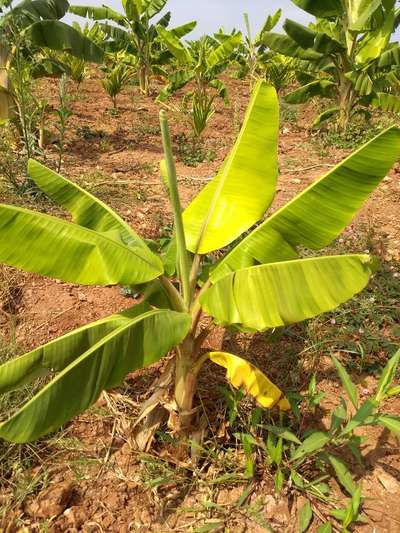 Calcium Deficiency - Banana