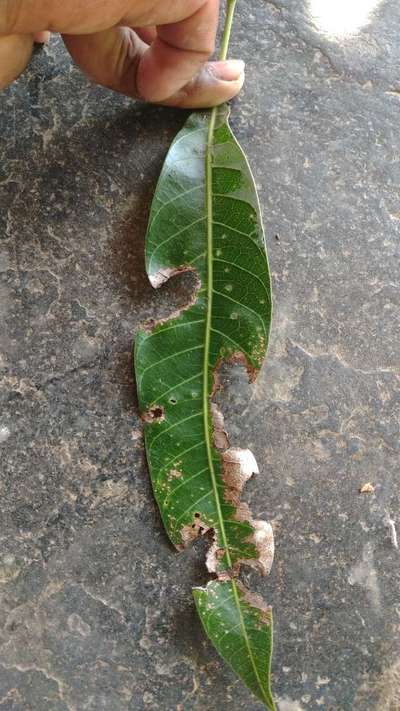 ಪಪ್ಪಾಯ ಮತ್ತು ಮಾವಿನ ಚುಕ್ಕೆ ರೋಗ (ಆಂಥ್ರಾಕ್ನೋಸ್) - ಮಾವು