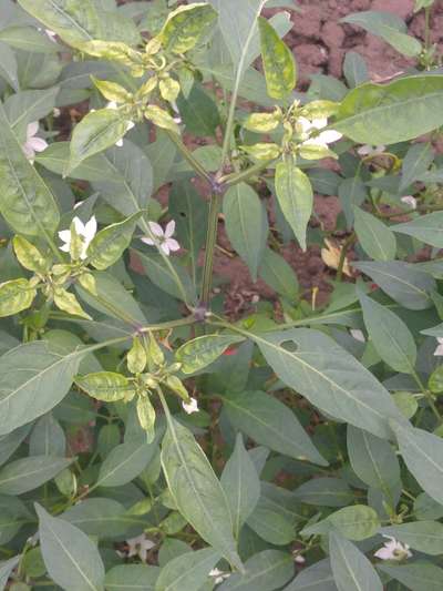 Calcium Deficiency - Capsicum & Chilli