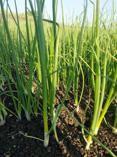 Nitrogen Deficiency - Onion