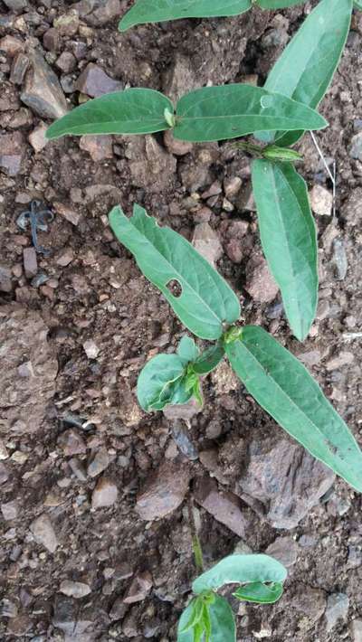 Flea Beetles - Black & Green Gram