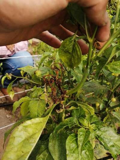 Podredumbre acuosa de la judía - Capsicum y chile