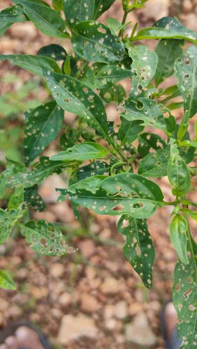 Flea Beetles - Capsicum & Chilli