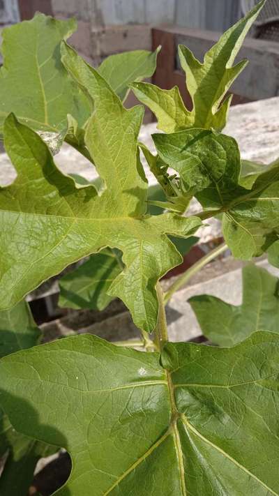 Thrips - Brinjal