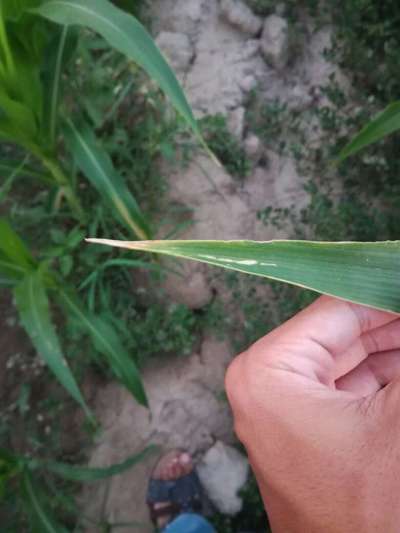 Potassium Deficiency - Maize