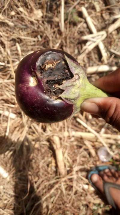 Dieback of Stone Fruit - बैंगन