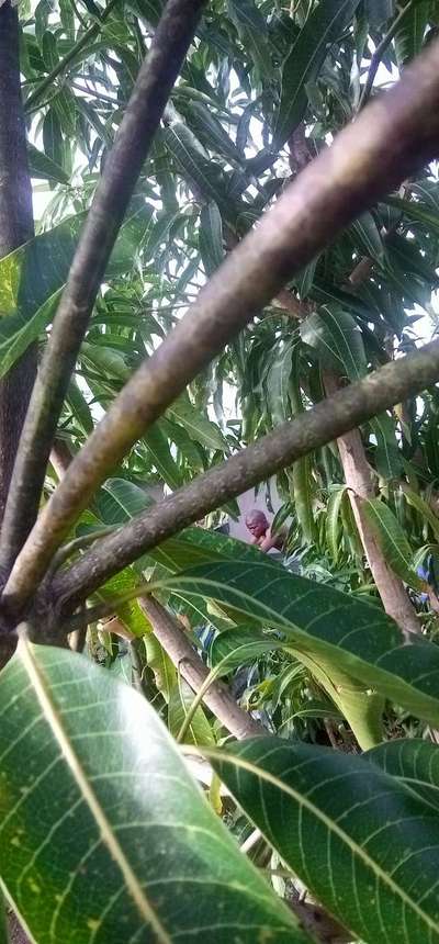 Mango Dieback Disease - Mango