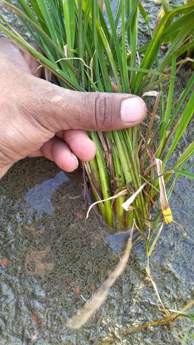 ಅಕ್ಕಿ ಕಾಂಡದ ಕೊಳೆರೋಗ - ಭತ್ತ