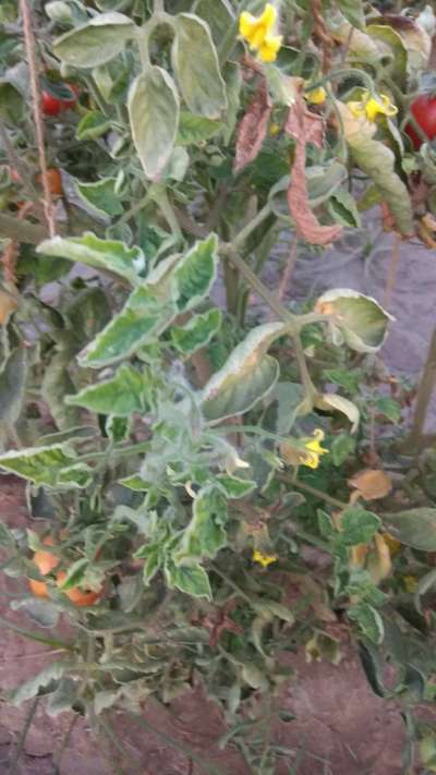 Tomato Yellow Leaf Curl Virus - Tomato