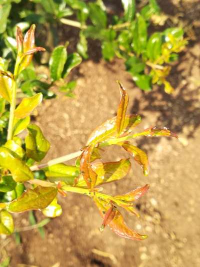 Aphids - Pomegranate