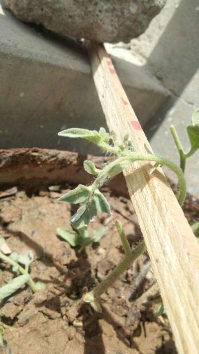 Damping-Off of Seedlings - Tomato