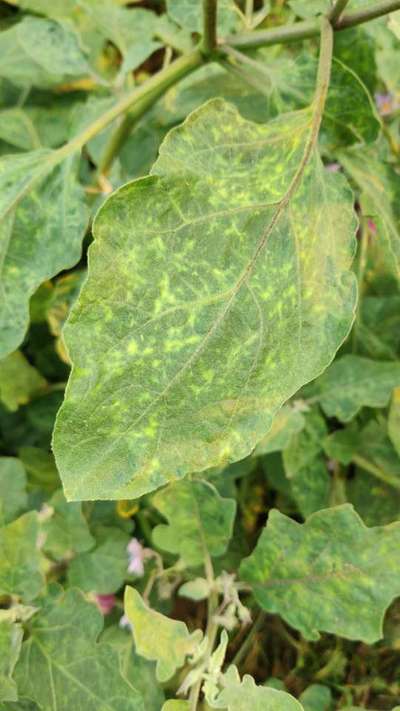 Leafhoppers and Jassids - Brinjal