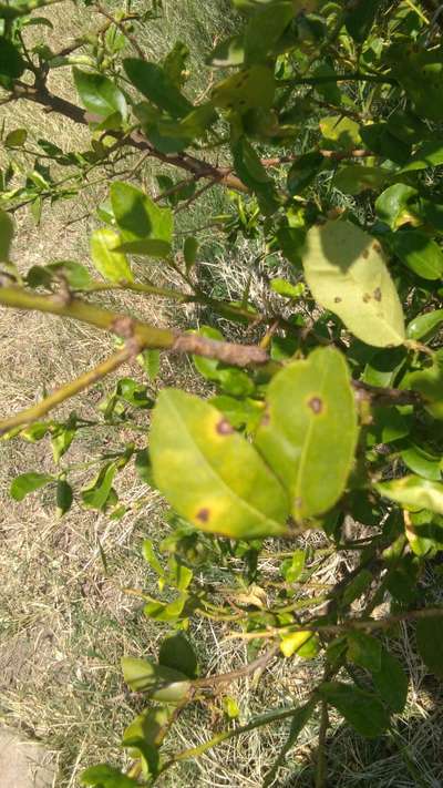 Leaf Spot of Citrus - Citrus