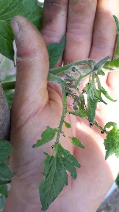 Broca da Berinjela - Tomate