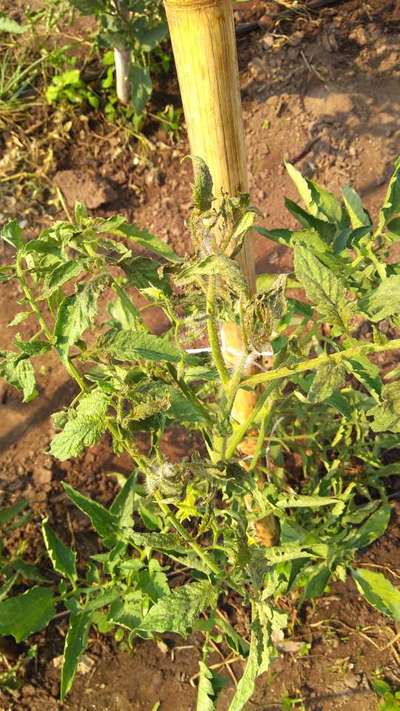 Mancha parda - Tomate