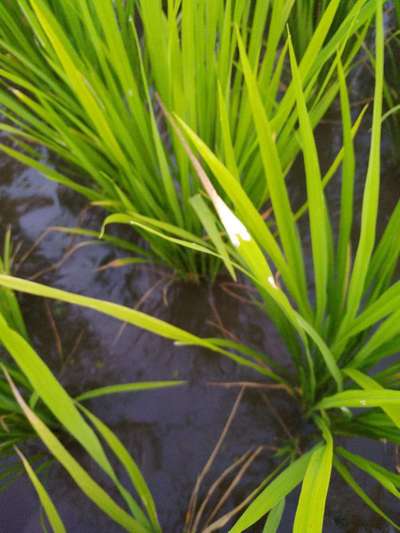 Boron Deficiency - Rice