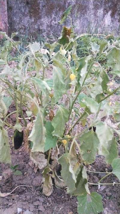 Brinjal Shoot and Fruit Borer - Brinjal