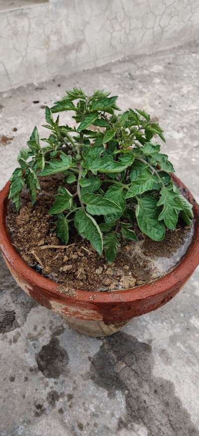 Leaf Curl in Tomato - Tomato