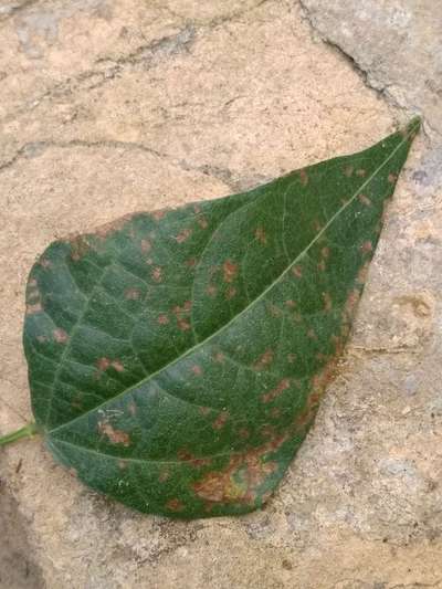 Cercospora Leaf Spot of Legumes - Bean