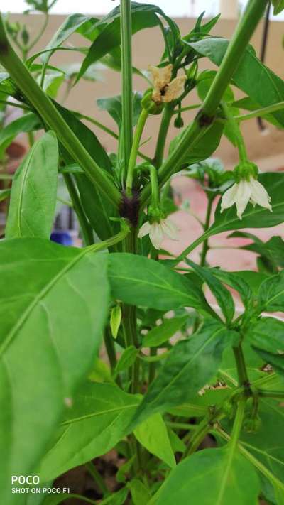 Wet Rot - Capsicum & Chilli