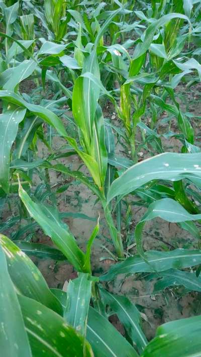 Northern Leaf Spot of Maize - Maize