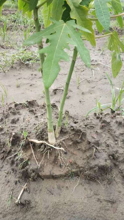 Phytophthora Crown and Root Rot - Papaya