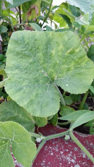 Powdery Mildew - Pumpkin