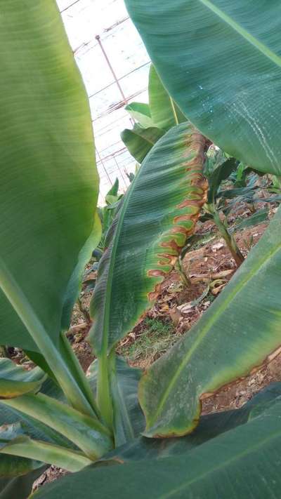 Leaf Blotch of Banana - Banana